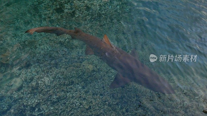 野生沙虎鲨(Carcharias taurus)在日本双美渔港游泳